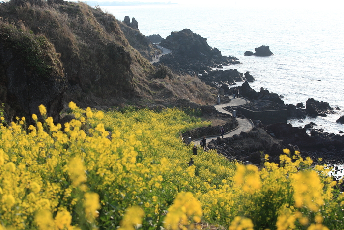 Jeju Island Canola Flower Fields by the Coast